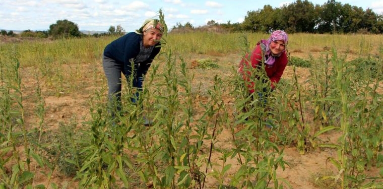 Edirne’de susam hasadı başladı