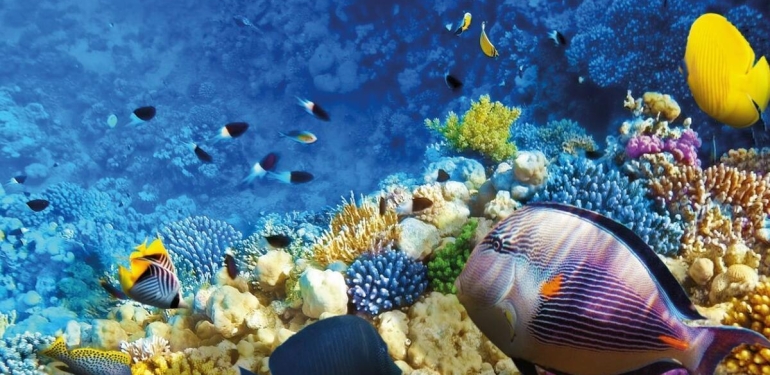 ‘İlk yurtdışı seyahatini mısır tarlasına sanıyor!’