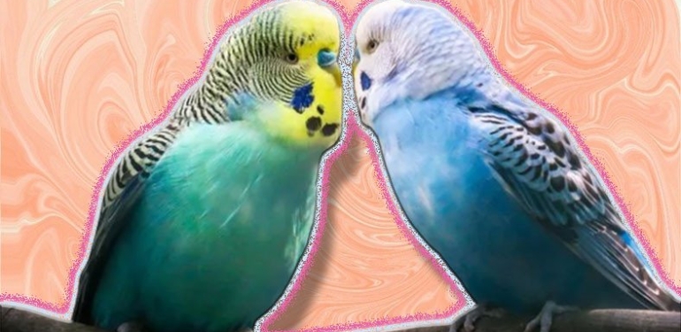 Muhabbet Kuşu Nasıl Eğitilir?