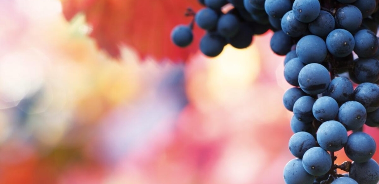 Rota rota salkımların peşinde